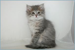 Female Siberian Kitten from Deedlebug Siberians